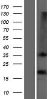 OR1D2 Protein (Over-Expression Lysate Myc-DDK (Flag))