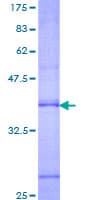Human RAMP2 Protein (Recombinant GST, N-terminus)