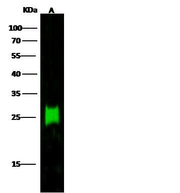 CD3D Antibody (clone 6B8D1G5, Preservative Free)