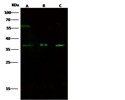 GAS2 Antibody (Preservative Free)