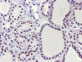 USP7 / HAUSP Antibody (clone OTI3C7, Carrier-free)