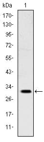 Monoclonal Mouse anti-Human MSX1 Antibody (clone 5D11, WB)
