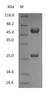 Rat IgG Protein (Native)