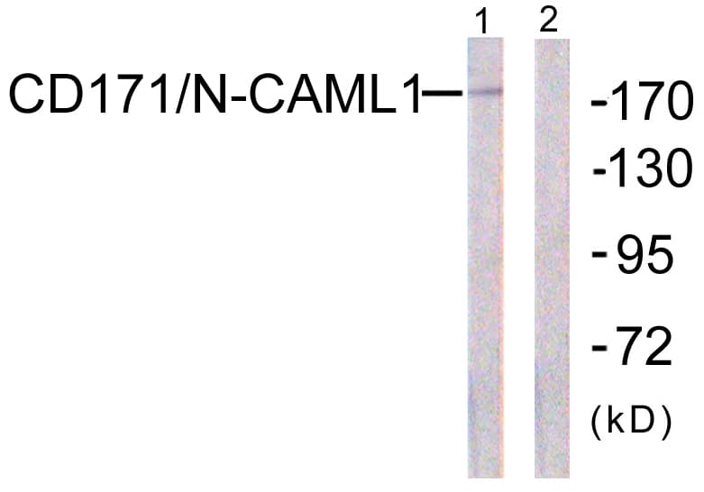 L1CAM Antibody (aa1147-1196)