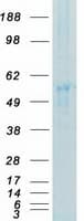 Human SYN / FYN Protein (Recombinant Myc-DDK (Flag))