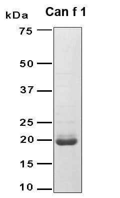 Dog Major allergen Can f 1 Protein (Recombinant 6His, N-terminus)