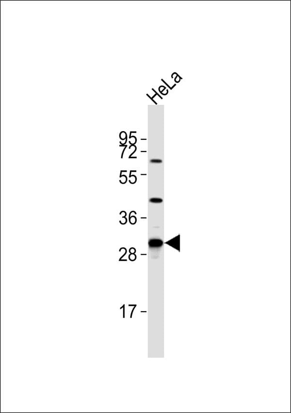 Polyclonal Rabbit anti-Human MRPL46 Antibody (WB)