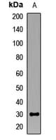 Polyclonal Rabbit anti-Human HOXA9 Antibody (WB)