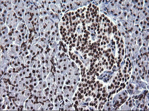 Monoclonal Mouse anti-Human ARNTL / BMAL1 Antibody (clone OTI1H6, IHC, WB)
