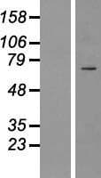 ICK Protein (Over-Expression Lysate Myc-DDK (Flag))