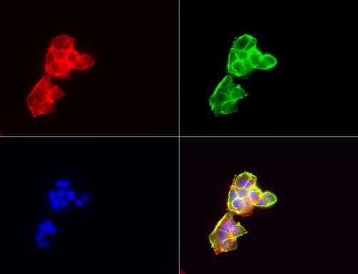 CD44 Antibody (clone UMAB134)
