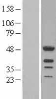 LEF1 Protein (Over-Expression Lysate Myc-DDK (Flag))