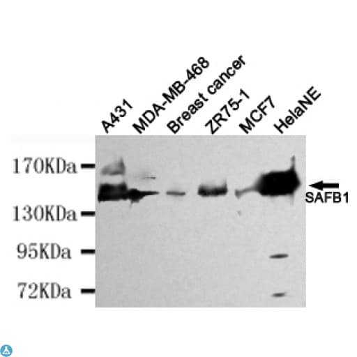 Monoclonal Mouse anti-Human SAFB1 / SAFB Antibody (WB)