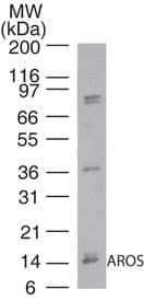 RPS19BP1 Antibody (aa1-50)