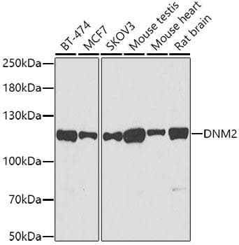 DNM2 / Dynamin-2 Antibody