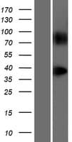 GPR148 Protein (Over-Expression Lysate Myc-DDK (Flag))