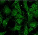 UVRAG Antibody