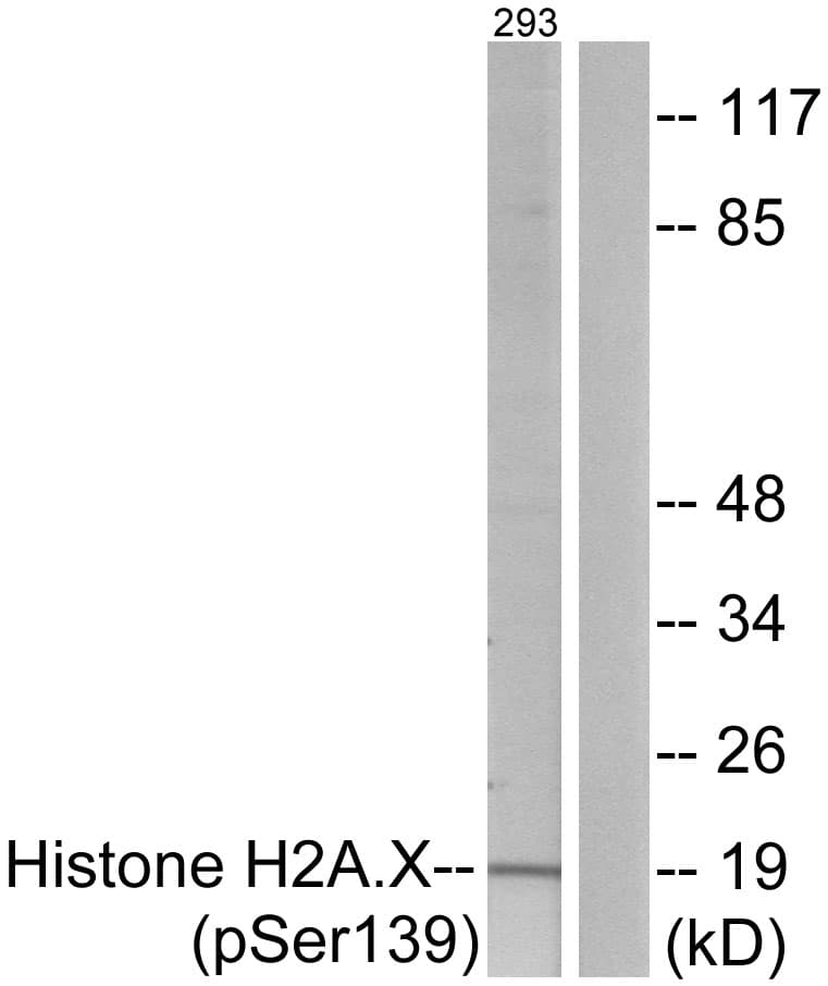 H2AFX / H2AX Antibody (phospho-Ser139)