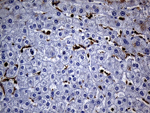 Monoclonal Mouse anti-Human SH3BP1 Antibody (clone OTI3G1, Carrier-free, IHC, WB)