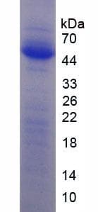 Rat MMP3 Protein (Recombinant His-T7)