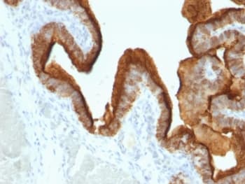 EMA / MUC1 Antibody (clone SPM493)