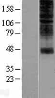 OR2H1 Protein (Over-Expression Lysate Myc-DDK (Flag))