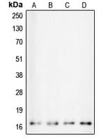 CALM1 / Calmodulin Antibody (Internal)