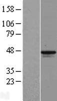MAGEB1 Protein (Over-Expression Lysate Myc-DDK (Flag))