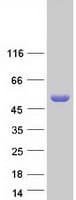 Human XYLB Protein (Recombinant Myc-DDK (Flag))