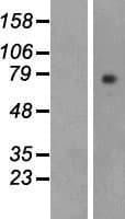 LPO / Lactoperoxidase Protein (Over-Expression Lysate Myc-DDK (Flag))