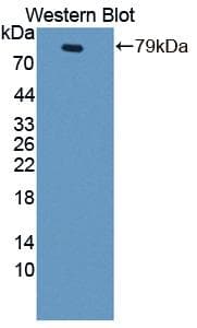 GRIN2B / NMDAR2B / NR2B Antibody (aa35-557, PE)