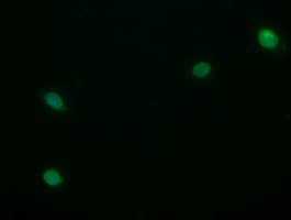 STAF50 / TRIM22 Antibody (aa61-406, clone OTI1D11, Carrier-free)