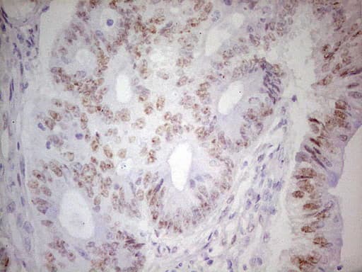 TRIB1 Antibody (clone OTI8C8, Carrier-free)