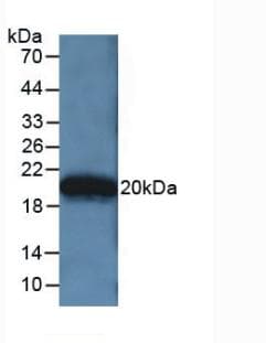 Apolipoprotein A-V Antibody (aa167-335)