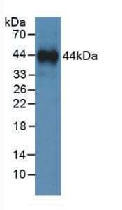 ANXA1 / Annexin A1 Antibody (aa1-346, APC)