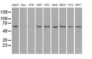 LTA4H / LTA4 Antibody (clone OTI1E9, Carrier-free)