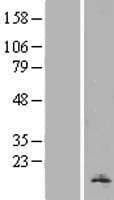 H2AFV Protein (Over-Expression Lysate Myc-DDK (Flag))