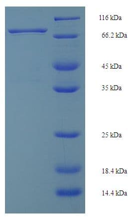 Mouse IRF5 Protein (Recombinant His-SUMO)