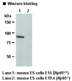 Monoclonal Rat anti-Mouse UHRF1 Antibody (clone Th-10a, WB)