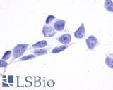 PathPlus™ TPRA1 / GPR175 Antibody (Cytoplasmic Domain)