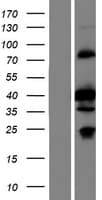 SGCZ Protein (Over-Expression Lysate Myc-DDK (Flag))