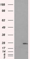 PRL / Prolactin Antibody (clone OTI2E4)