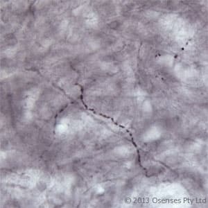 SLC17A7 / VGLUT1 Antibody (aa500-560)