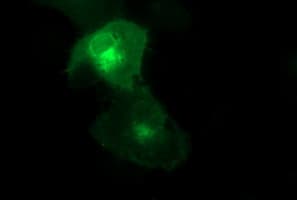 CD44 Antibody (clone OTI5B6)