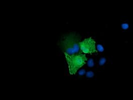 MAP2K3 / MEK3 / MKK3 Antibody (clone OTI5C7, Carrier-free)
