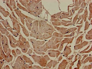 SLC16A7 / MCT2 Antibody