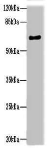 Polyclonal Rabbit anti-Human NRXN3 Antibody