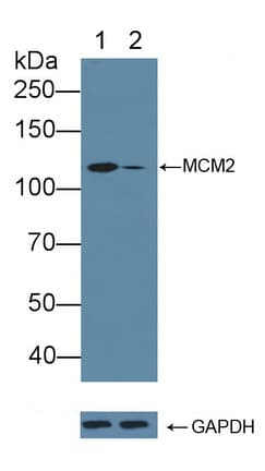 MCM2 Antibody (aa473-679)