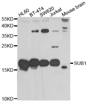 Polyclonal Rabbit anti-Human SUB1 Antibody (IHC, IF, WB)