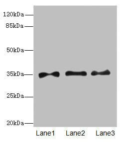 ARTS Antibody